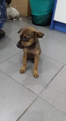 Sweety - Mixed Breed Dog