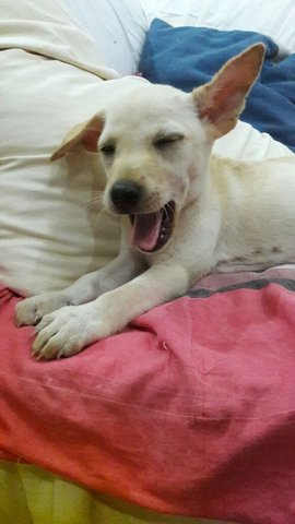 Cream Female Puppy, 3 Months Old - Mixed Breed Dog