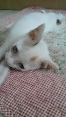 Pam - Domestic Short Hair Cat