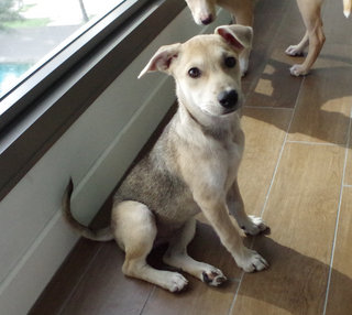 Adorable Female Puppy !! - Mixed Breed Dog