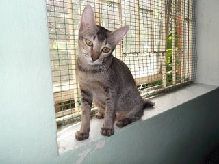 Tico - Domestic Short Hair Cat