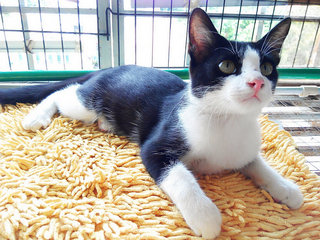 Tuxedo Boy  - Domestic Short Hair Cat