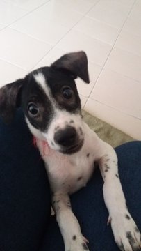 Romeo - Chihuahua Mix Dog