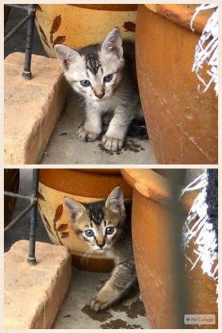 2 Ninja Kittens - Tabby Cat