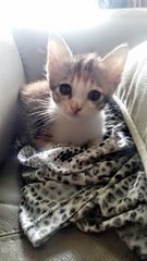 Nyota (Star) - Domestic Medium Hair + Calico Cat