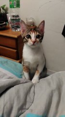 Nyota (Star) - Domestic Medium Hair + Calico Cat