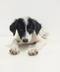 Baby Marion - Mixed Breed Dog