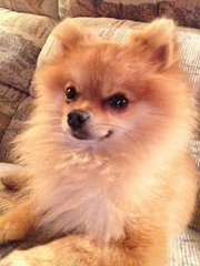 Tazz - Pomeranian Dog