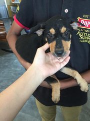 Rottie Mix Pups Klang  - Mixed Breed Dog