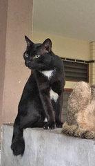 Mogley - Black Cat - Domestic Medium Hair Cat