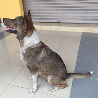 Girlgirl Looking For Good Home - Mixed Breed Dog