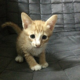 Five Little Kitten - Domestic Short Hair Cat
