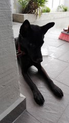 Blackie (Temp Name) - Mixed Breed Dog
