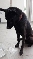 Blackie  - Mixed Breed Dog