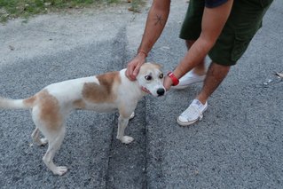 Princess Leia  - Jack Russell Terrier Mix Dog