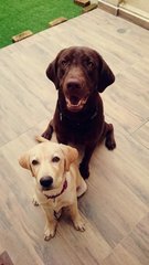 Chocolat - Labrador Retriever Dog