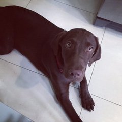 Chocolat - Labrador Retriever Dog