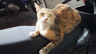 Rosie - Domestic Short Hair Cat