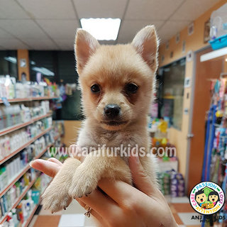 Adorable Pomeranian Mix Chihuahua  - Pomeranian + Chihuahua Dog