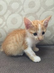 Sahati - Domestic Short Hair Cat