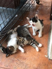 3 Kittens For Adoption (2 M/o) - Domestic Medium Hair Cat