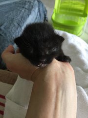 Little Little Blackie - Domestic Medium Hair Cat