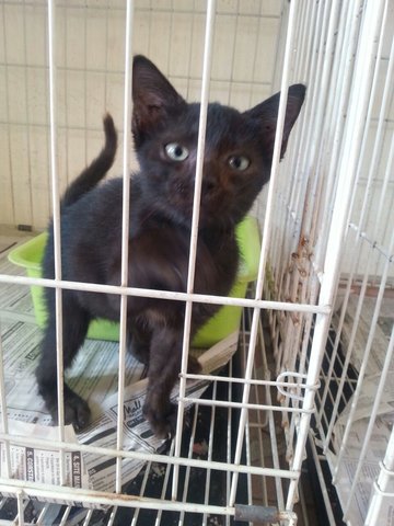 Black &amp; Brown Kittens - Domestic Medium Hair Cat