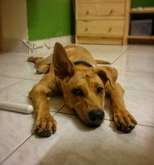 Arturo - Mixed Breed Dog