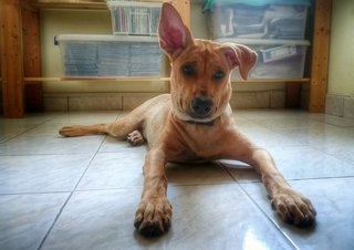 Arturo - Mixed Breed Dog