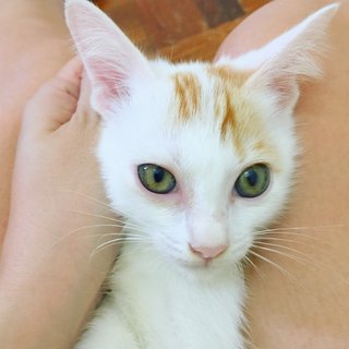 Shiro Maguro - Domestic Medium Hair Cat