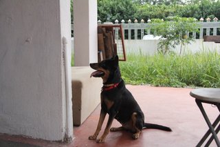 Laika - Mixed Breed Dog
