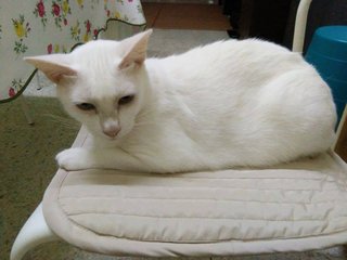 Angle, kucing betina putih, domestic short hair, mungkin ada kacukan dengan Siam. Umur dalam 4 tahun