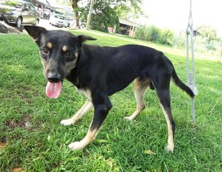 Romeo - Rottweiler Mix Dog