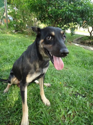 Romeo - Rottweiler Mix Dog