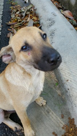 1 Male 1 Female Puppy For Adoption - Mixed Breed Dog