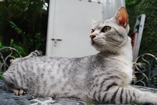 Hero - Egyptian Mau Cat
