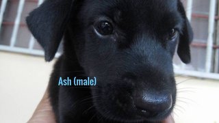 Ash - Mixed Breed Dog