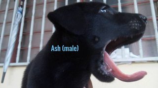 Ash - Mixed Breed Dog
