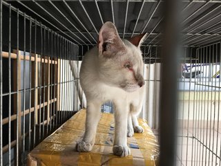 The Lift Cat  - Domestic Short Hair + Siamese Cat