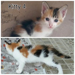 Bangi Cuties Part 2 - Domestic Short Hair Cat
