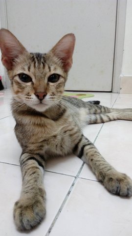 Maru - Tabby Cat