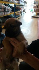  Cute Puppies - Mixed Breed Dog