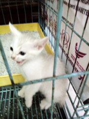Cream - Domestic Short Hair Cat