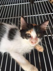3 Lost Kittens Found - Domestic Short Hair Cat