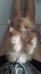 Poopie - Lionhead Rabbit