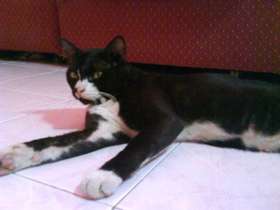 Jerry - Burmese Cat