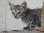 Bintang - Tabby Cat