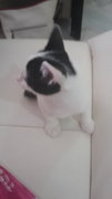 Snowball - Domestic Medium Hair Cat