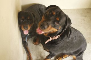 Max And Maxine - Rottweiler Dog