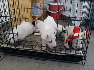 3 Puppies For Adoption! (All Adopted) - Mixed Breed Dog